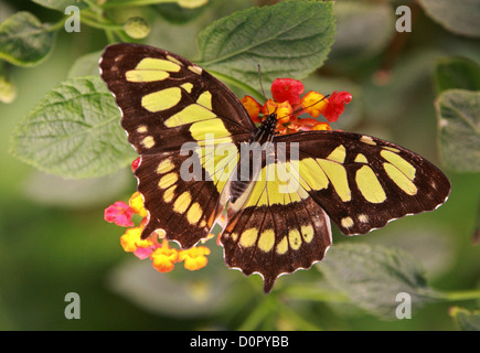 Malachite Butterfly or Bamboo Page, Siproeta stelenes, Nymphalidae. Tropical Central and South America. Stock Photo