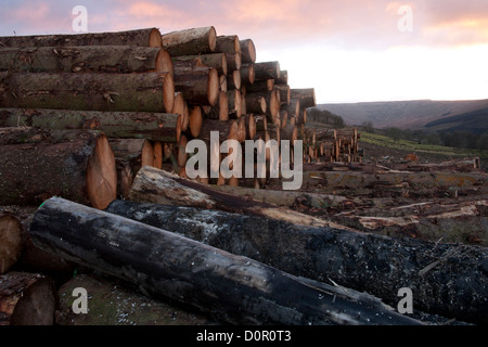 Felled timber  Tree trunks ready for collection from logging site near Hawes in the North Yorkshire Dales, UK Stock Photo