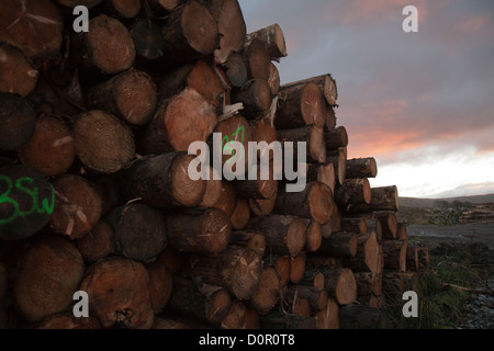 Felled timber  Tree trunks ready for collection from logging site near Hawes in the North Yorkshire Dales, UK Stock Photo