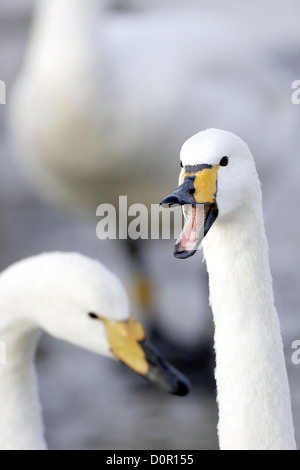 An adult Whooper Swan (Cygnus cygnus) vocalizing amongst a family group. Stock Photo