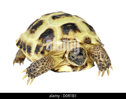 Photo of turtle on a white background Stock Photo