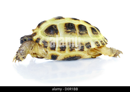 Photo of turtle on a white background Stock Photo