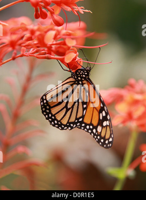 Monarch Butterfly, Danaus plexippus, Papilionoidea, Nymphalidae, Lepidoptera. Aka the Milkweed or Wanderer Butterfly. USA. Stock Photo