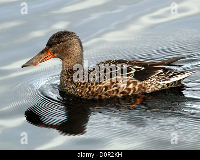 Portrait of  a female Northern Shoveler-duck (Anas clypeata) swimming in a lake Stock Photo