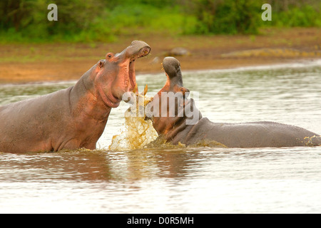 Hippopotamus fighting in the waters at Sunset dam in Kruger National Park Stock Photo
