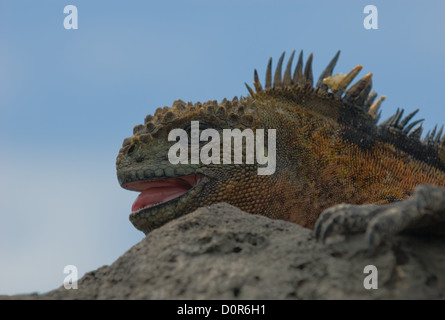 marine iguana on the rocks Stock Photo