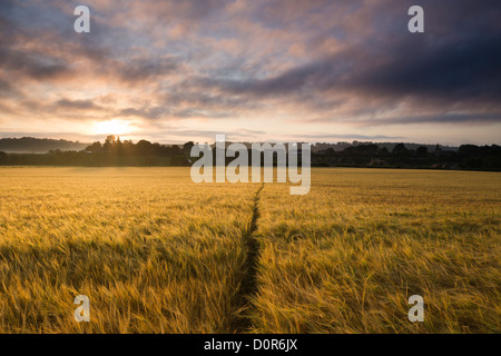 a field of barley at dawn, Milborne Port, Somerset, England, UK Stock Photo