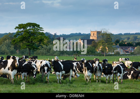 cows in a field, Milborne Port, Somerset, England Stock Photo