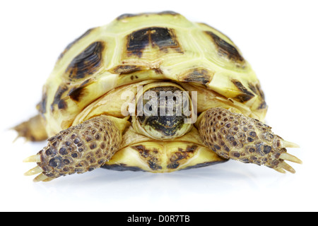 Photo of turtle on a white background Stock Photo