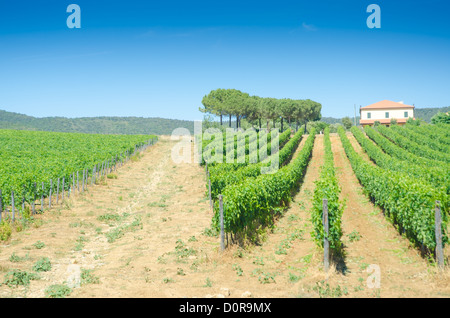 Vineyard on a bright summer day Stock Photo