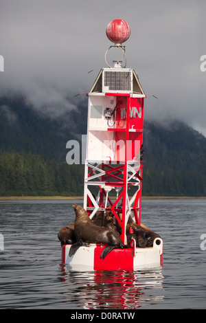 Sea lions on a buoy, Petersburg, Alaska. Stock Photo