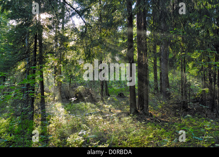 Sun beams shine through trees Stock Photo