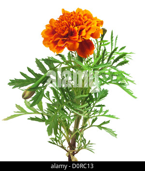 marigold Stock Photo