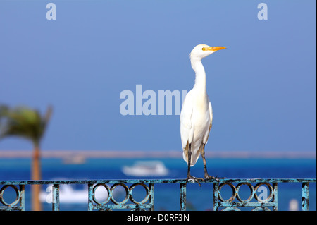 Egyptian heron - Bubulcus ibis Stock Photo