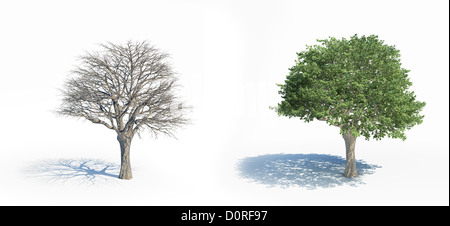 Two isolated trees with and without leafs Stock Photo