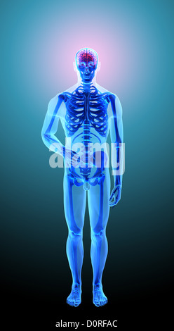 Human anatomy - headache Stock Photo