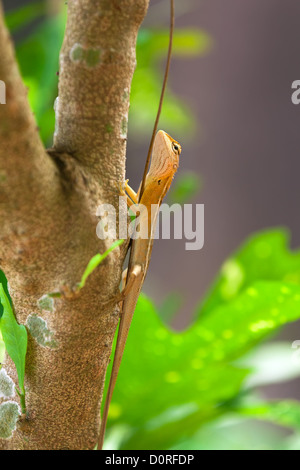 Lizard on the tree branch Stock Photo