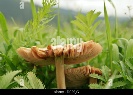 Wild mushrooms growing in a forest Stock Photo