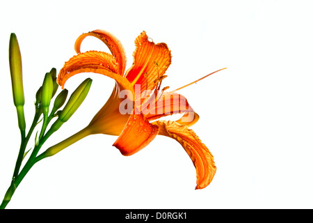 Orange tiger lily Stock Photo
