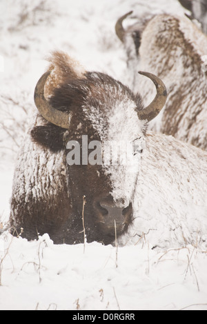 Bison in Winter Storm Stock Photo - Alamy