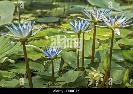 Blue Water Lily Nymphaea caerulea Stock Photo