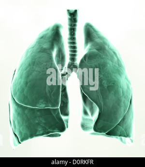 3D medical illustration - lungs Stock Photo
