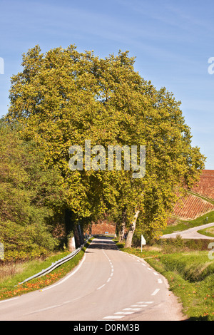 An avenue of trees lines a road near to Chablis in Burgundy. Stock Photo