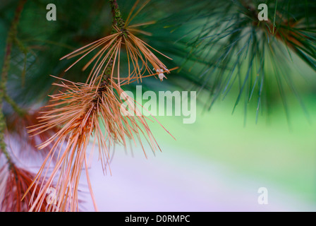 Monterey Pine Pinus radiata (Pinaceae) Needles Stock Photo