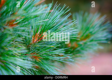Monterey Pine - Pinus radiata (Pinaceae) Branches Stock Photo
