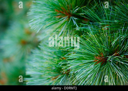Monterey Pine - Pinus radiata (Pinaceae) Closeup Stock Photo