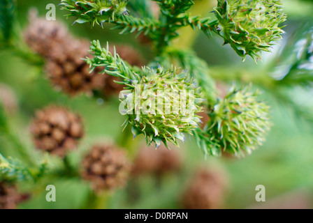 Japanese Cedar branches with old open and new developing cones - Cryptomeria japonica, Cupressaceae, Japan Stock Photo