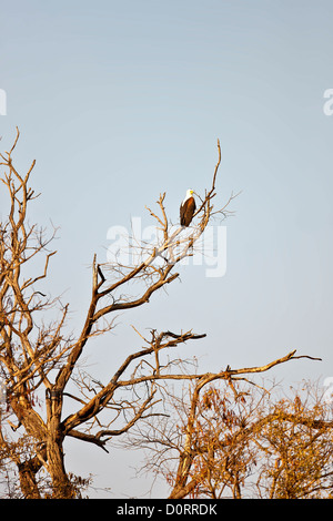 African Fish Eagle sitting on tree in Ngepi Namibia Stock Photo