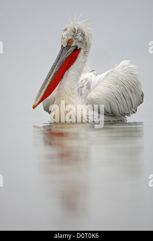 Dalmatian Pelican (Pelecanus crispus) in breeding plumage,Burgas Lake, Bulgaria Stock Photo