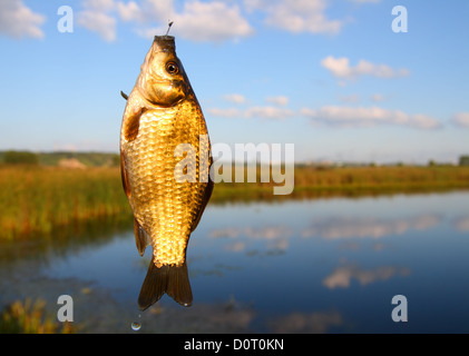 catching crucian on lake background Stock Photo