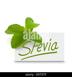 leaves of stevia rebaudiana over a card where it is written the word stevia, white background Stock Photo