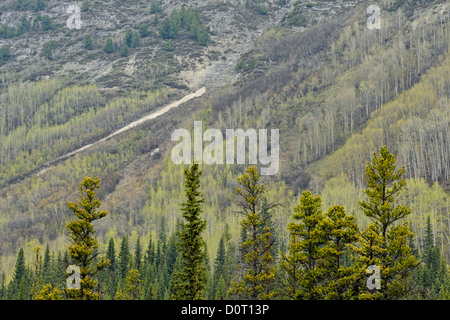 Slopes of Saskatchewan River Valley with aspens leafing out, Banff National Park, Alberta, Canada Stock Photo
