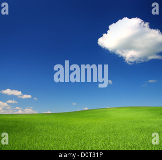 green hill with wheat under blue sky Stock Photo