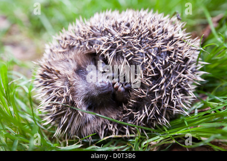 Scaring hedgehog rolled up into a ball and laying on the back. Stock Photo