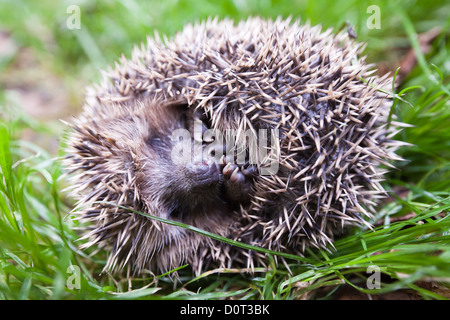 Scaring hedgehog rolled up into a ball and laying on the back. Stock Photo