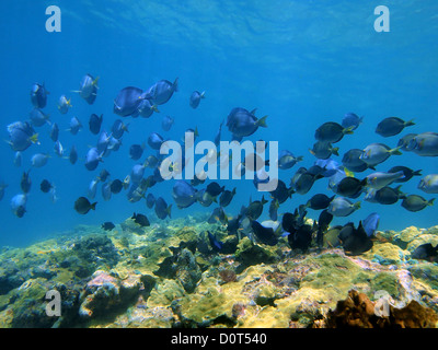 Reef with a school of blue tang fish and ocean surgeonfish underwater, Caribbean sea, Costa Rica Stock Photo
