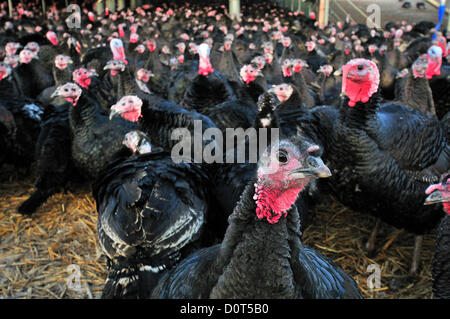 Cookham, Berkshire, UK. 30th November 2012.  1st day of production for Copas   Christmas Turkeys. Free range Bronze  turkeys,  living  a happy but short life raised in meadows rich in clover & wild herbs, with sunflowers & maize for natural cover on a  frosty  November morning in Cook ham Berkshire. Stock Photo