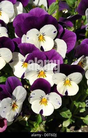 Flowering horned violets (Viola cornuta), in april, Normandy, France. Stock Photo