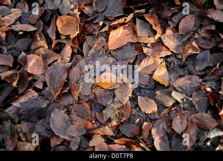 Fallen leaves in Autumn countryside some of which are from Ash trees Stock Photo