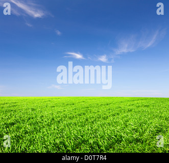 Green field under blue cloudy sky with sun Stock Photo