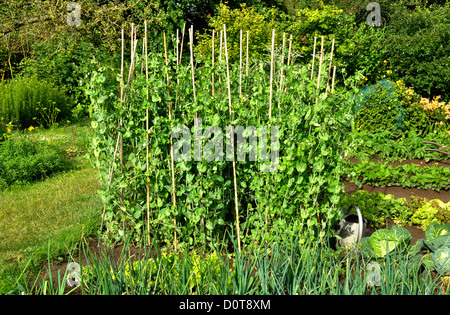 Peas (Pisum sativum) growing in the vegetable garden, variety : 'Pois mangetout normand, demi-nain'. Stock Photo