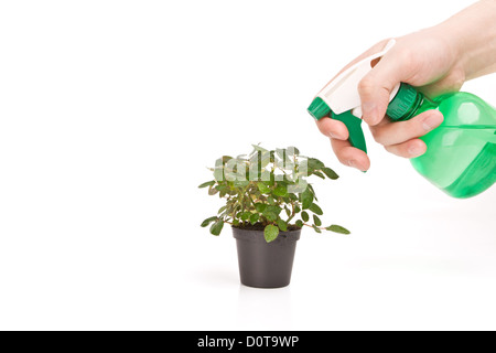 Plant spraying Stock Photo