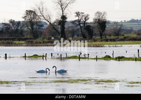 Mute Swans on flooded farmland, floods 2012 Stock Photo