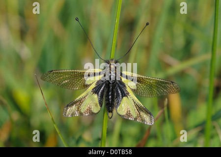 Libellen-Schmetterlingshaft ,Libelloides coccajus, owlfly Ascalaphid Stock Photo