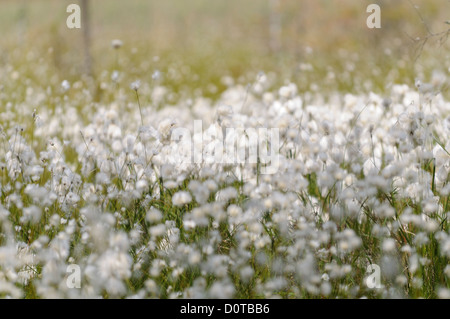Moorlandschaft mit Wollgras, Eriophorum