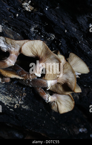 Honey Fungus growing under dead tree branch Armillaria mellea Stock Photo